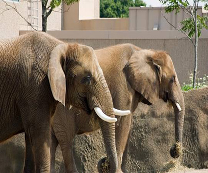 Indianapolis Zoo