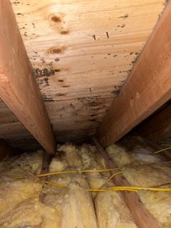 mold cleanup indianapolis